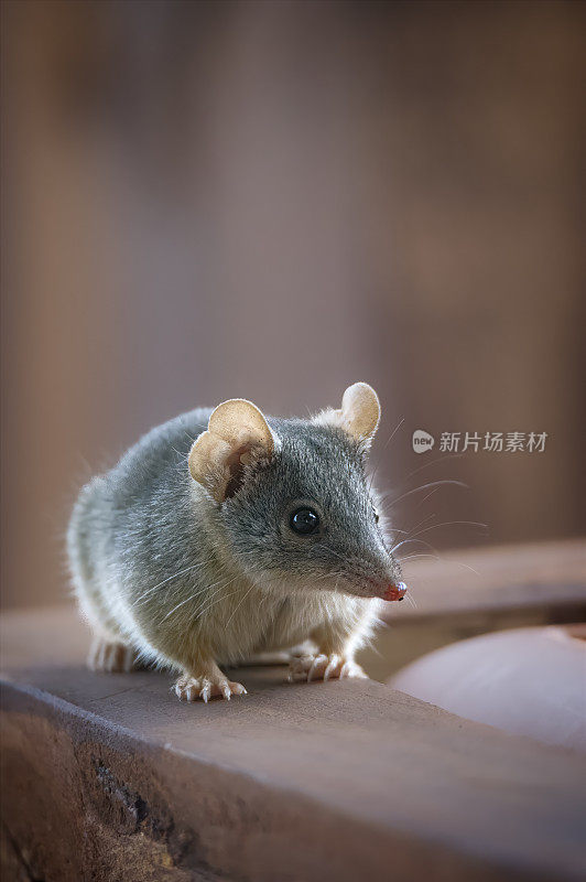 黄足蜈蚣(antechinus flavipes)